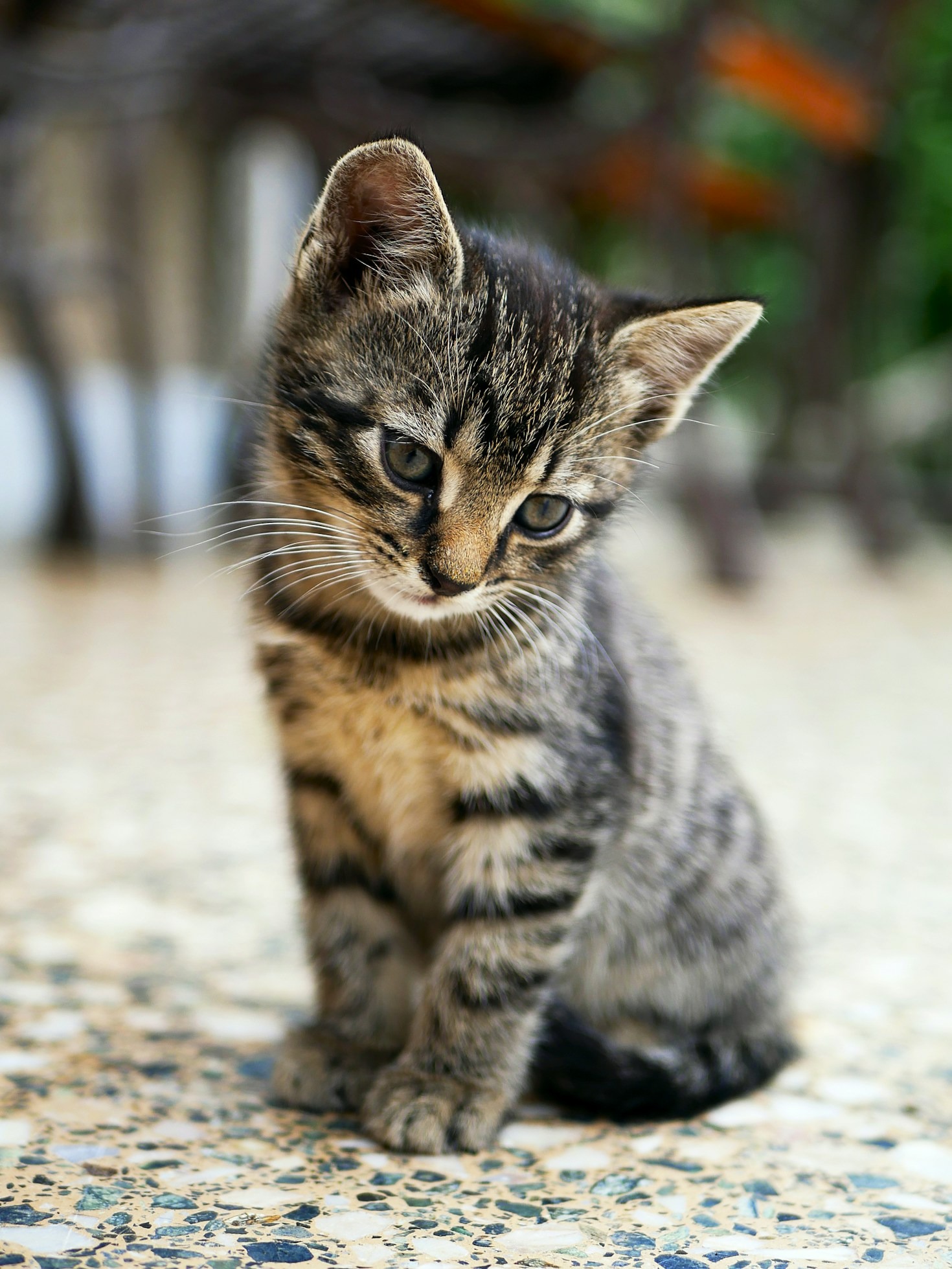 A Guide to the Best Pet Stores in Town